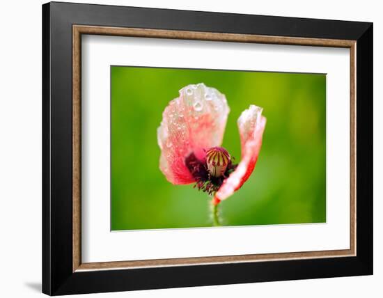 Corn Poppy, Papaver Rhoeas-Alfons Rumberger-Framed Photographic Print