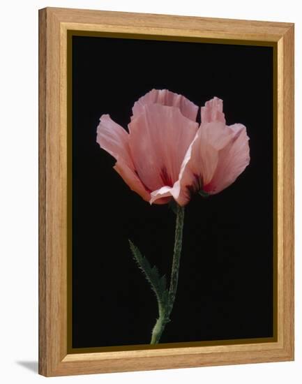 Corn Poppy-Graeme Harris-Framed Premier Image Canvas