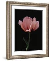Corn Poppy-Graeme Harris-Framed Photographic Print