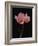 Corn Poppy-Graeme Harris-Framed Photographic Print