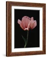 Corn Poppy-Graeme Harris-Framed Photographic Print