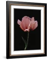 Corn Poppy-Graeme Harris-Framed Photographic Print