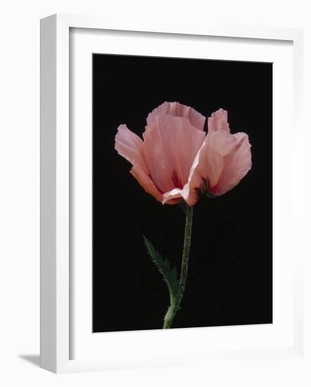 Corn Poppy-Graeme Harris-Framed Photographic Print