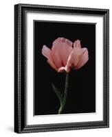 Corn Poppy-Graeme Harris-Framed Photographic Print