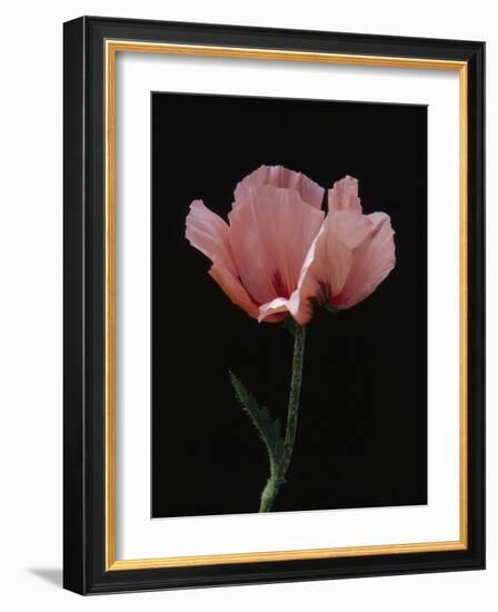 Corn Poppy-Graeme Harris-Framed Photographic Print