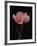 Corn Poppy-Graeme Harris-Framed Photographic Print