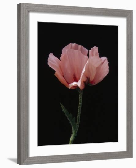 Corn Poppy-Graeme Harris-Framed Photographic Print