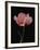 Corn Poppy-Graeme Harris-Framed Photographic Print