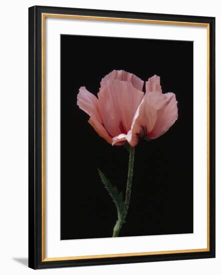 Corn Poppy-Graeme Harris-Framed Photographic Print