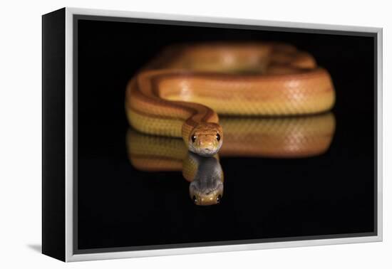 Corn Snake (Pantherophis Guttatus), captive, United States of America, North America-Janette Hill-Framed Premier Image Canvas