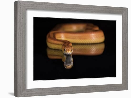 Corn Snake (Pantherophis Guttatus), captive, United States of America, North America-Janette Hill-Framed Photographic Print