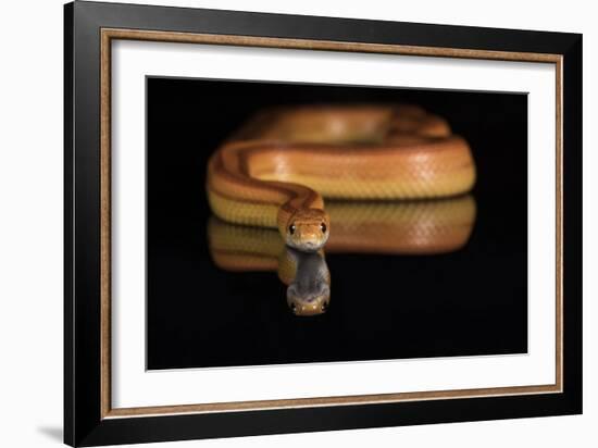 Corn Snake (Pantherophis Guttatus), captive, United States of America, North America-Janette Hill-Framed Photographic Print