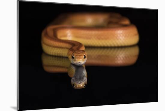 Corn Snake (Pantherophis Guttatus), captive, United States of America, North America-Janette Hill-Mounted Photographic Print