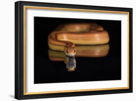 Corn Snake (Pantherophis Guttatus), captive, United States of America, North America-Janette Hill-Framed Photographic Print