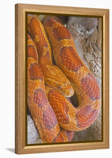 Corn Snake-null-Framed Premier Image Canvas