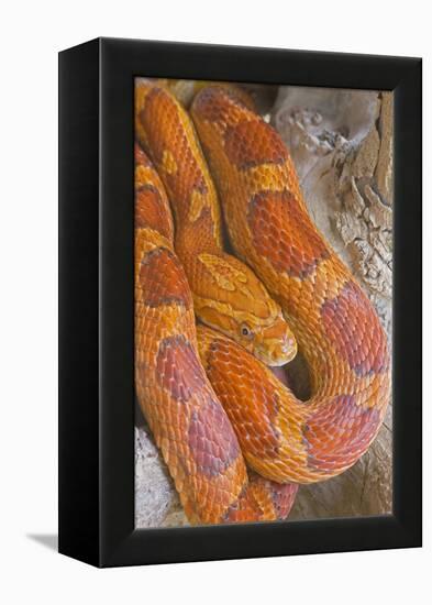 Corn Snake-null-Framed Premier Image Canvas