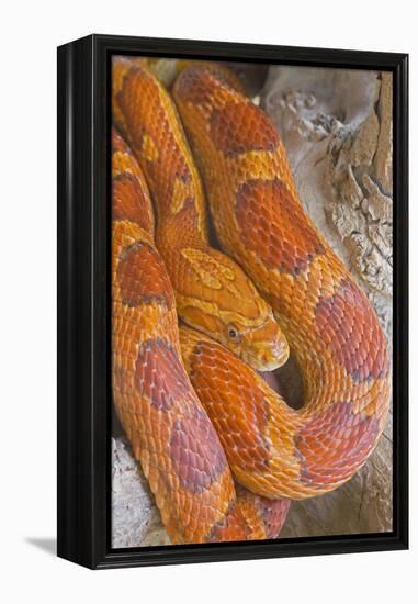 Corn Snake-null-Framed Premier Image Canvas