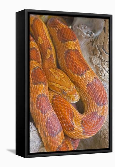 Corn Snake-null-Framed Premier Image Canvas