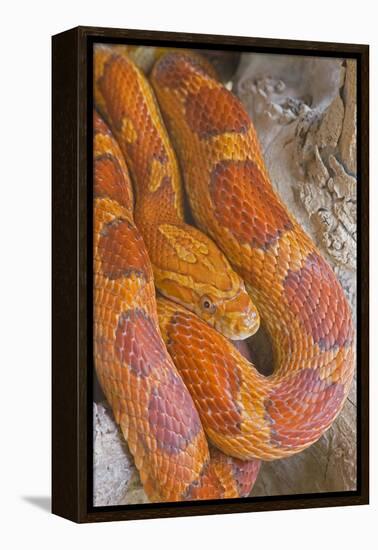 Corn Snake-null-Framed Premier Image Canvas
