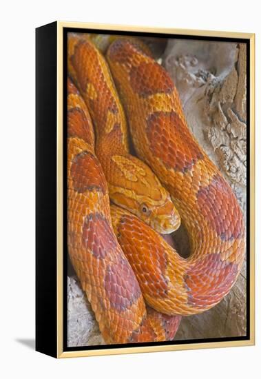 Corn Snake-null-Framed Premier Image Canvas