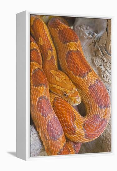 Corn Snake-null-Framed Premier Image Canvas