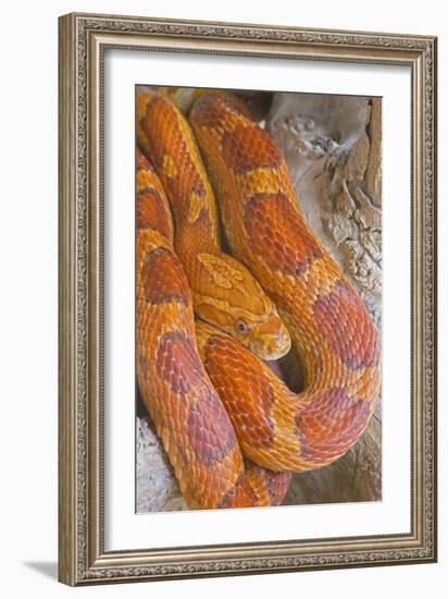 Corn Snake-null-Framed Photographic Print