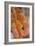 Corn Snake-null-Framed Photographic Print