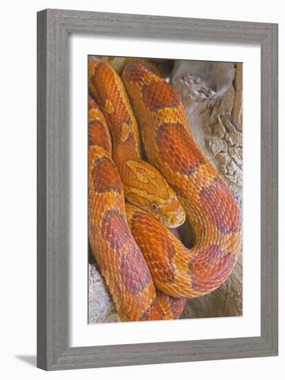 Corn Snake-null-Framed Photographic Print
