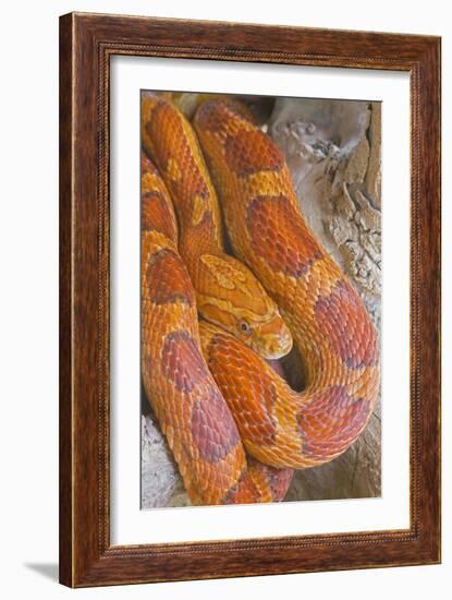 Corn Snake-null-Framed Photographic Print