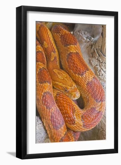 Corn Snake-null-Framed Photographic Print