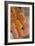 Corn Snake-null-Framed Photographic Print