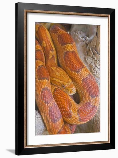 Corn Snake-null-Framed Photographic Print