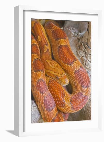 Corn Snake-null-Framed Photographic Print