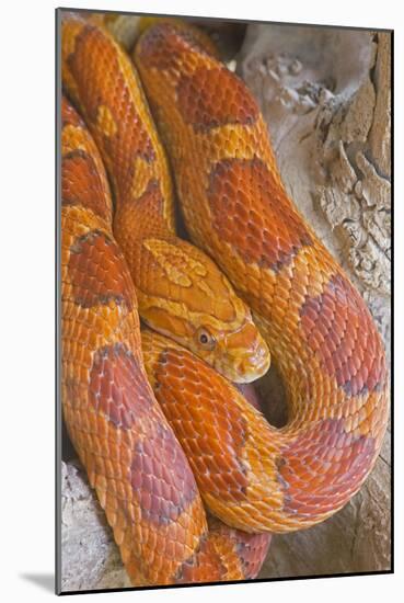 Corn Snake-null-Mounted Photographic Print