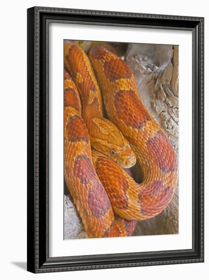 Corn Snake--Framed Photographic Print