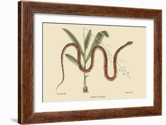 Corn Snake-Mark Catesby-Framed Art Print