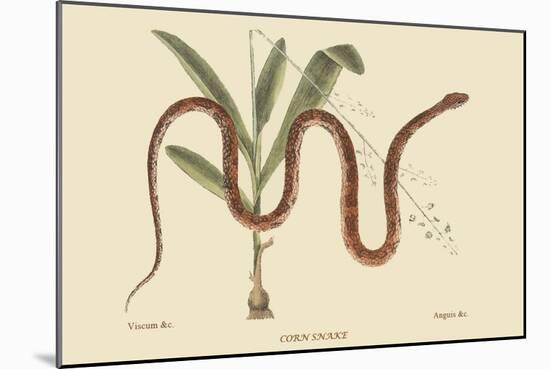 Corn Snake-Mark Catesby-Mounted Art Print
