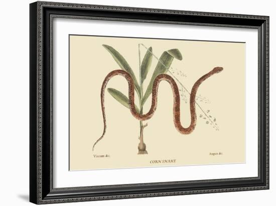 Corn Snake-Mark Catesby-Framed Art Print