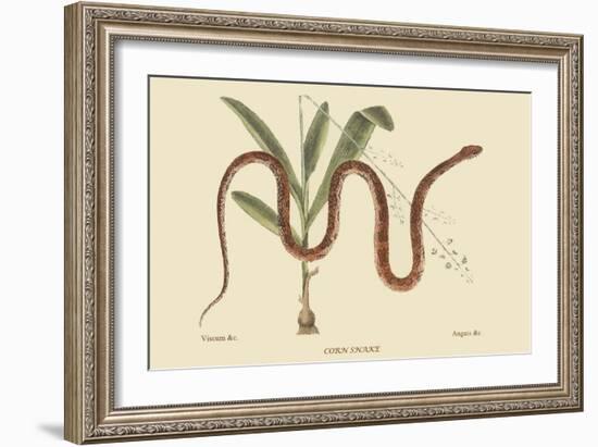 Corn Snake-Mark Catesby-Framed Premium Giclee Print