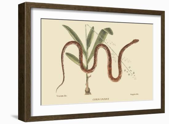 Corn Snake-Mark Catesby-Framed Premium Giclee Print