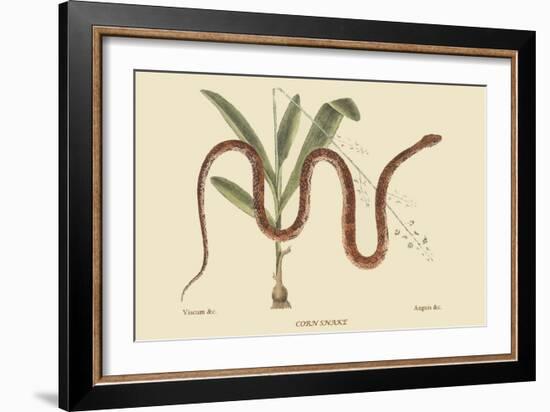 Corn Snake-Mark Catesby-Framed Premium Giclee Print