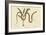 Corn Snake-Mark Catesby-Framed Premium Giclee Print