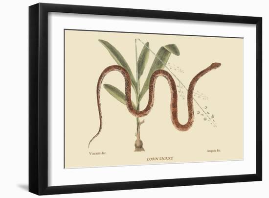 Corn Snake-Mark Catesby-Framed Premium Giclee Print