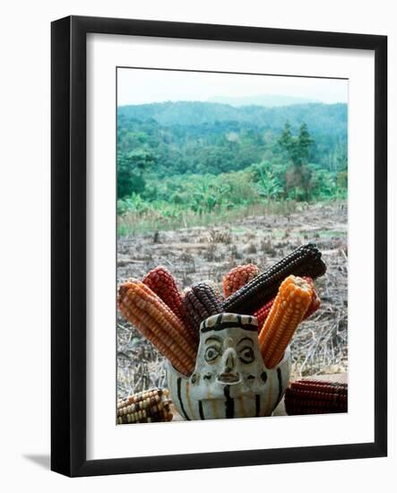 Corn That Lacandons Grow in Milpas, Selva Lacandona, Metzabok, Chiapas, Mexico-Russell Gordon-Framed Photographic Print