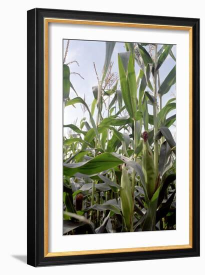 Corn (Zea Mays)-Victor De Schwanberg-Framed Photographic Print