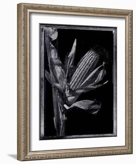 Corn-Augusto Camino-Framed Art Print