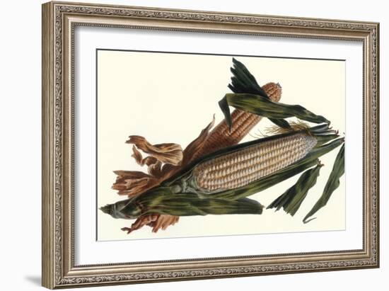 Corn-Philippe-Victoire Leveque de Vilmorin-Framed Art Print