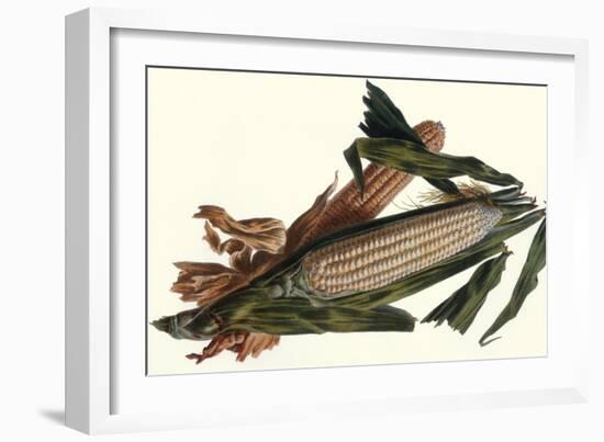 Corn-Philippe-Victoire Leveque de Vilmorin-Framed Art Print