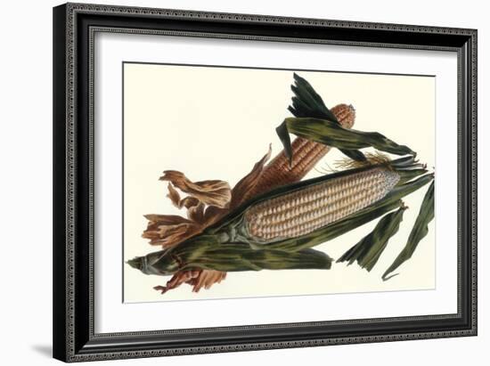 Corn-Philippe-Victoire Leveque de Vilmorin-Framed Art Print