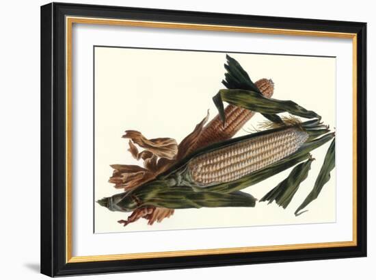 Corn-Philippe-Victoire Leveque de Vilmorin-Framed Art Print